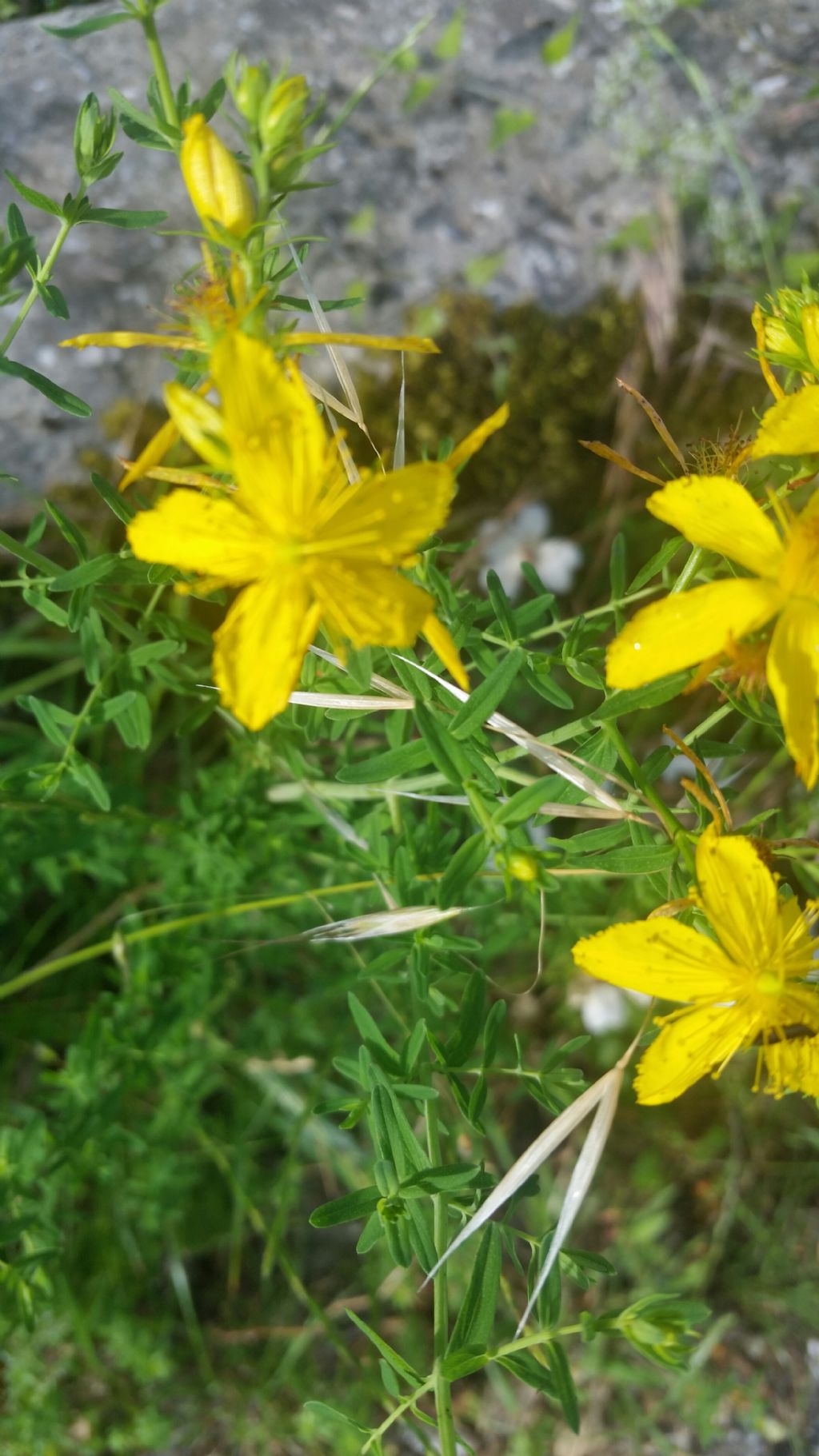 IperIco?  S,  Hypericum perforatum